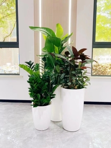 慈溪植物租赁价格><div class=